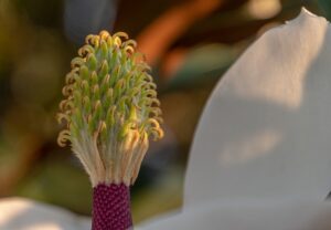 Close-up of the central cone of a magnolia flower at Spring Lake Country Club, showing green, tightly packed segments with curled tips and a pinkish base, surrounded by white petals. The background is softly blurred.
